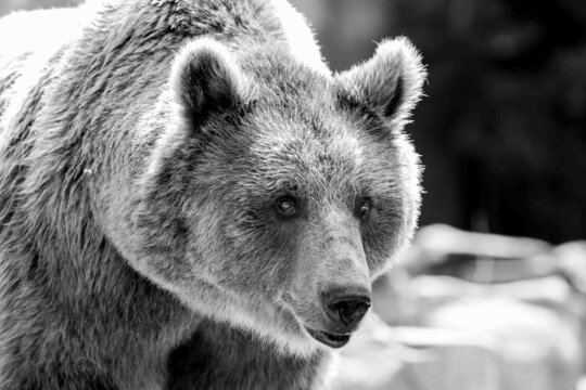 Oso pardo en blanco y negro