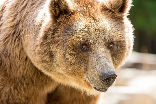 rostro de oso pardo