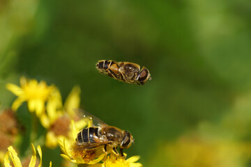 Focus on flying male drone fly, Eristalis nemorum flying above blurred  female and blurred yellow flowers of ragwort (Senecio jacobaea). Summer in a Dutch garden.