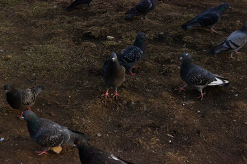 pigeons on the ground