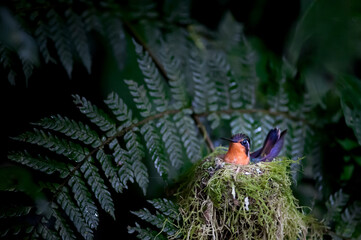 A female Purple-throated Mountaingem sits on her nest