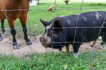 Pig looking through a wire fence on a farm