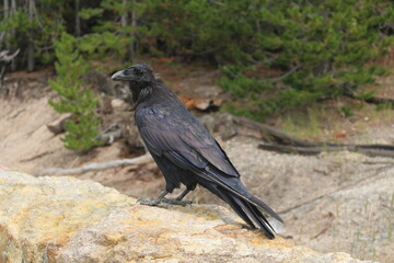 Raven perched on stone wall