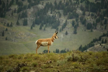 Stof per meter Pronghorn-antilope in Nationaal Park Yellowstone © Carine