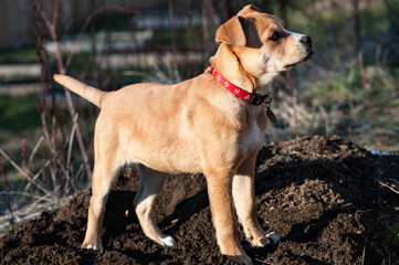 A mixed breed puppy plays in the dirt