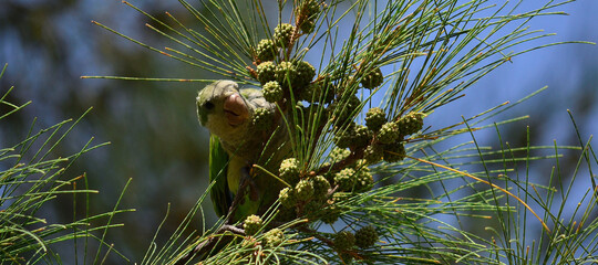 Branch of australian pine with many small fruits and wild parakeet ready to eat
