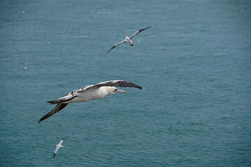 Fototapeta na wymiar Close up of Flying Gliding Thermal Riding Large White Sea Bird Gannets with a huge wingspan over blue sky and ocean on English clifftops