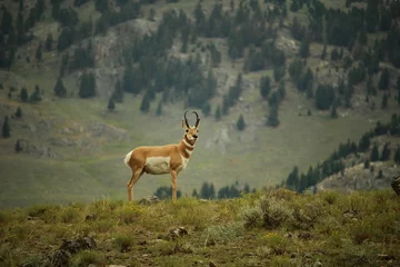 Fototapeten Antilope Gabelbock-Antilope im Yellowstone-Nationalpark  © Carine