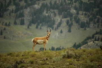 Rideaux velours Antilope Pronghorn antelope in Yellowstone National Park