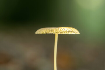 macro photo of a small forest mushroom with a nice soft bokeh background and a nice clear stem and hat