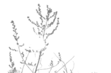 Summer background from the shadow of a sprig of field grass on a white wall. White and black for photo or mockup