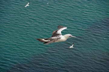 Close up of single White Gannet Flying, Large wingspan Sea-Bird, large nesting population of birds on cliff-face with blue sky and ocean. Birds Gliding, slope soaring with ridge lift and thermals.