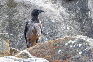 Carrion Crow (Corvus corone cornix)