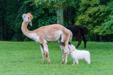 Small white puppy sniffing an indignant brown llama