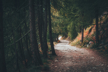 Sentiero sotto bosco. Trekking in montagna.