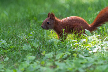 Portrait of an Eurasian Red Squirrel (Sciurus vulgaris)