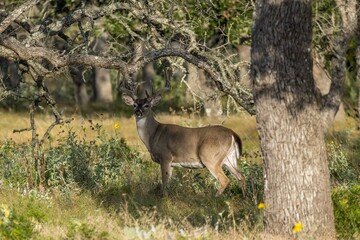 Deer in Texas