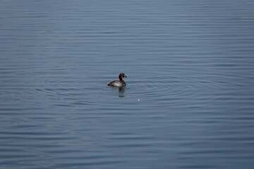 ゆったりと浮かぶカイツブリ