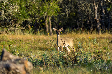 Deer in Texas