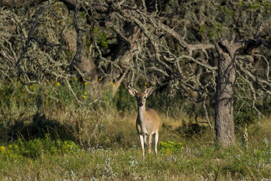 Deer In Texas