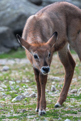 Young Defassa Waterbuck (Kobus ellipsiprymnus defassa)