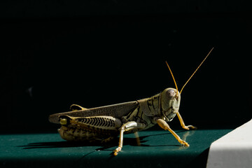 Grasshopper