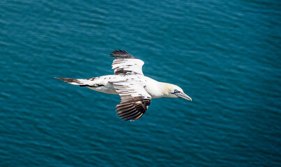 Close up of single Gannet Flying, Large wingspan White Sea-Bird, large nesting population of birds on cliff-face with blue sky and ocean. Birds Gliding, slope soaring with ridge lift and thermals.