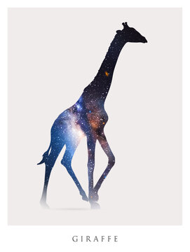 Giraffe silhouette. Isolated abstract animal outline. Night starry sky