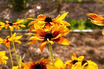 colorful beautiful flowers in the garden