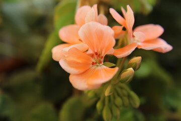 Flor rosa en la naturaleza. Geranio en el jardín