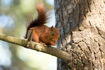 ardilla comiendo en árbol