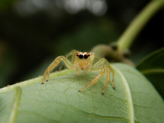 The two striped jumper or telamonia dimidiata jumping spider on a green leaf