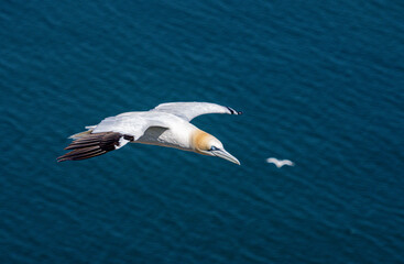 Close up of single Gannet Flying, Large wingspan White Sea-Bird, large nesting population of birds on cliff-face with blue sky and ocean. Birds Gliding, slope soaring with ridge lift and thermals.