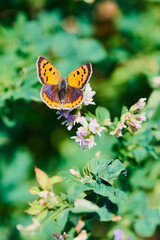 small copper butterfly close up on a meadow in the sunshine