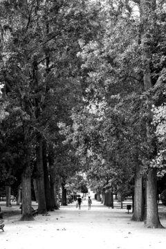 camino en parque