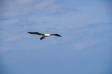 Close up of single Gannet Flying, Large wingspan White Sea-Bird, large nesting population of birds on cliff-face with blue sky and ocean. Birds Gliding, slope soaring with ridge lift and thermals.