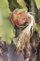 Hylocereus polyrhizus red-fleshed pitahaya plant of the cactus group with an intense red fruit when cut with black seeds