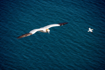 Fototapeta na wymiar Single Gannet Flying, Large wingspan White Sea-Bird, Gliding, slope soaring with ridge lift and thermals. Flight transport no power
