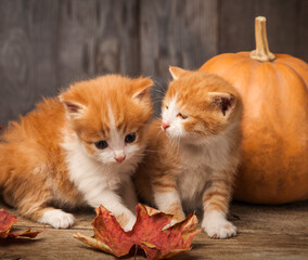 halloween pumpkin jack-o-lantern and ginger kitten on black wood background