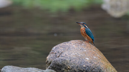 bird, natur, eisvogel, wild lebende tiere, tier, bunt, bird, farbe, bees, ast, wild,