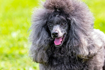 Gray fluffy poodle with open mouth and friendly look, portrait of a funny dog