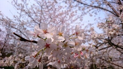 Beautiful white cherry blossoms in botanical park China