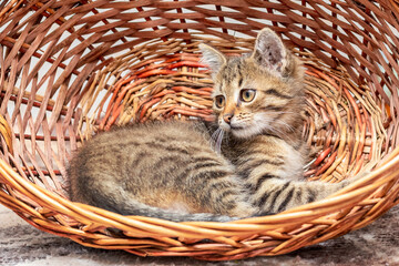 Fototapeta na wymiar Male kitten sitting in a wicker basket. Interesting animals