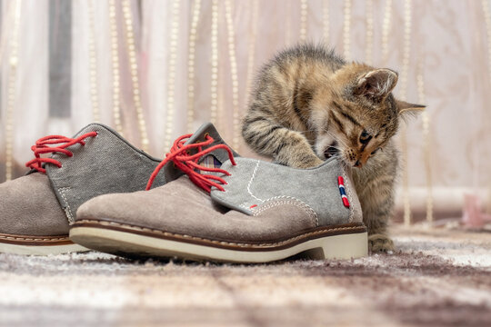 A small kitten is playing with shoes. A small cat bites a shoe