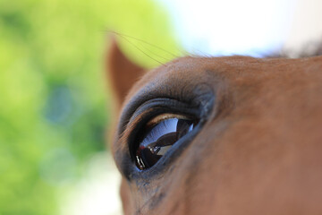 Pferdeauge