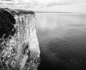 Landscape monochrome black and white view of Bempton Cliffs Cliff Face with nesting birds, Gannet,...