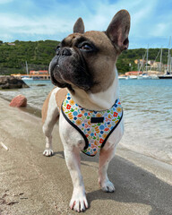 French bulldog on a Sardinian beach with boats