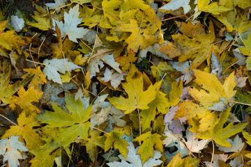Autumn background of fallen maple leaves. Yellow and gray.