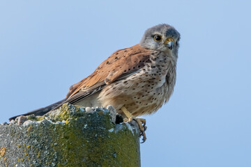 A bird poses for a photo