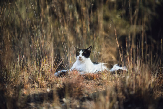 Domestic cat, black and white cat laying on the meadow, he dozes and listens to his surroundings.